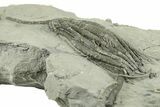 Fossil Crinoid (Scytalocrinus) - Crawfordsville, Indiana #269853-2
